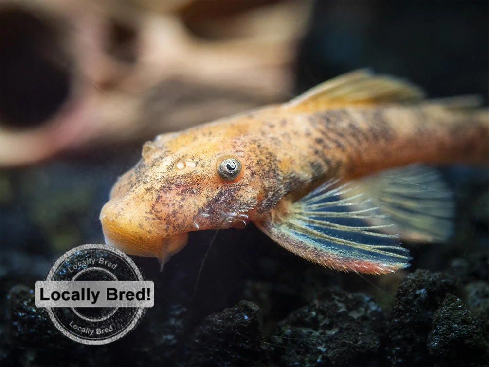 Super Red Bristlenose Pleco (Ancistrus Sp. "Super Red"), Locally Bred - Image 2