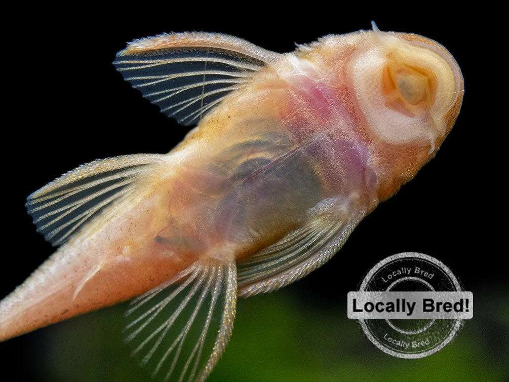 Super Red Bristlenose Pleco (Ancistrus Sp. "Super Red"), Locally Bred - Image 8