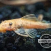 Super Red Bristlenose Pleco (Ancistrus Sp. "Super Red"), Locally Bred