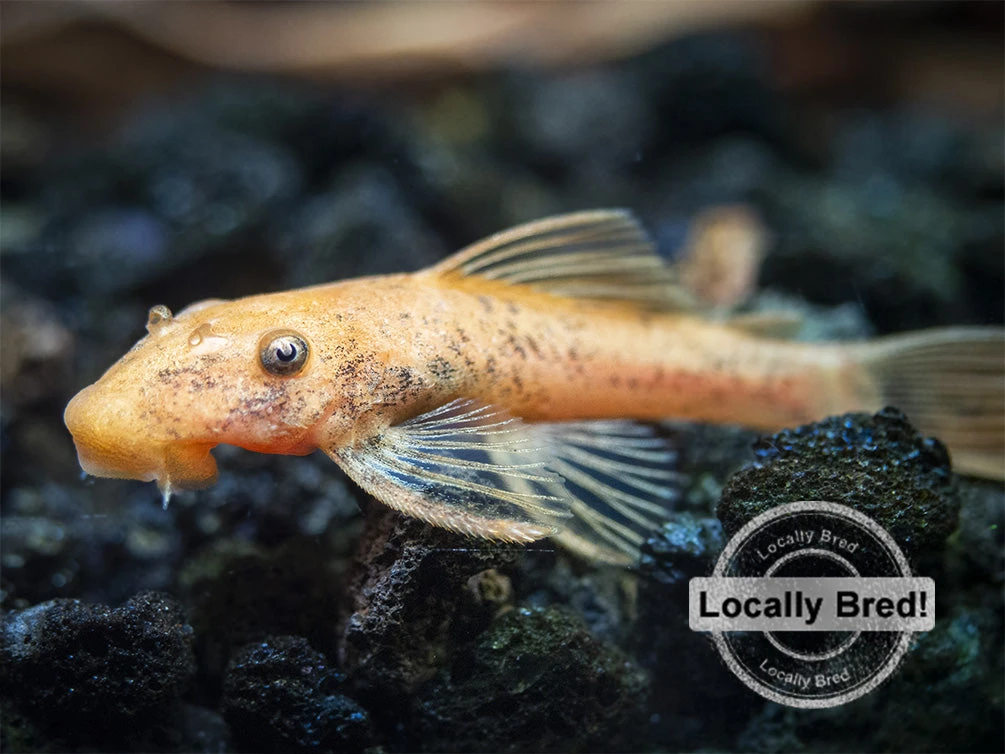 Super Red Bristlenose Pleco (Ancistrus Sp. "Super Red"), Locally Bred