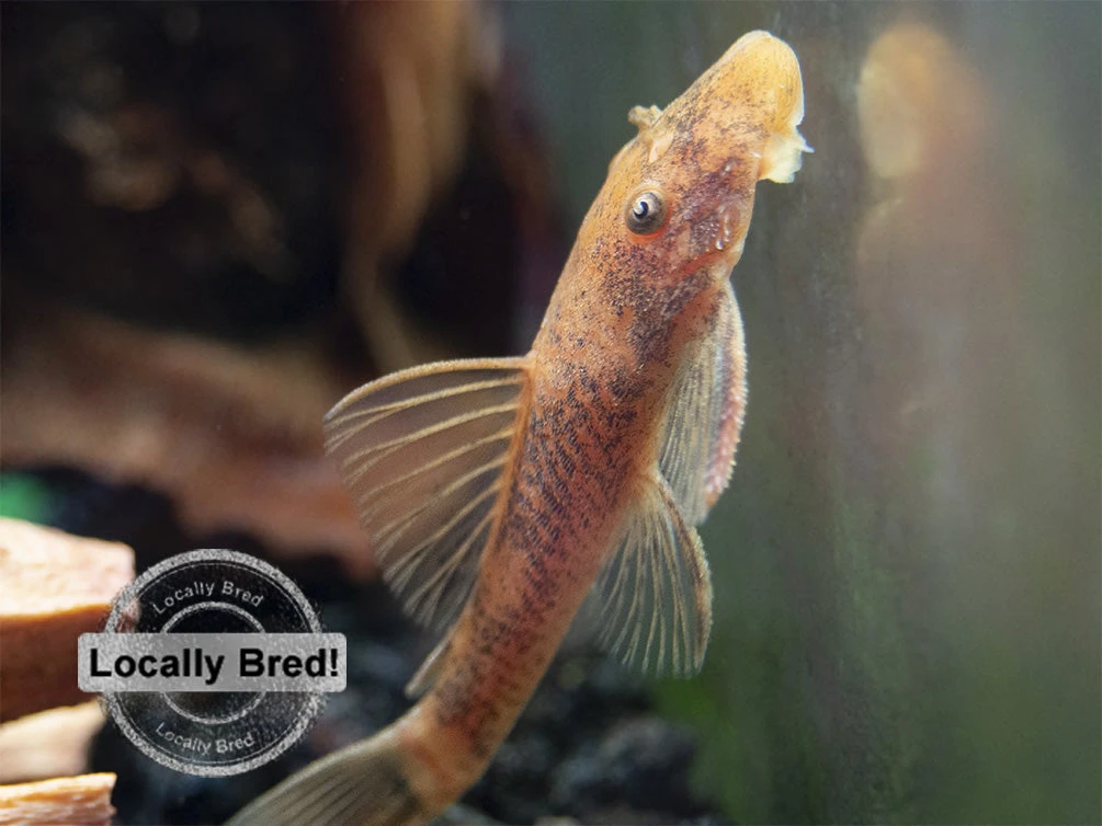 Super Red Bristlenose Pleco (Ancistrus Sp. "Super Red"), Locally Bred - Image 9