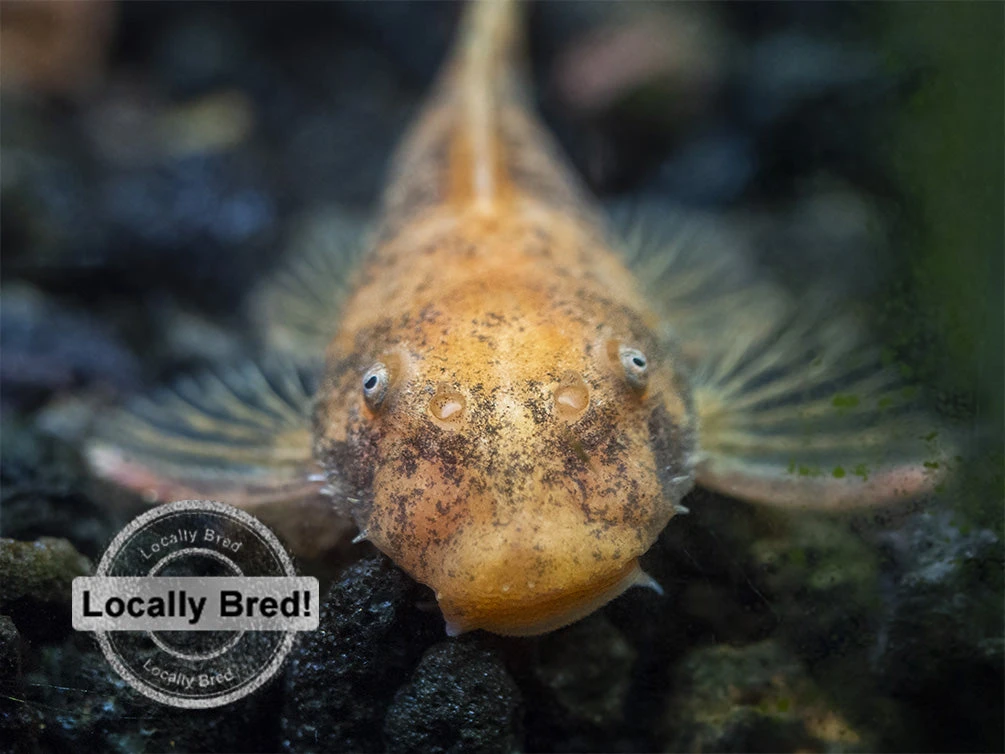 Super Red Bristlenose Pleco (Ancistrus Sp. "Super Red"), Locally Bred - Image 4