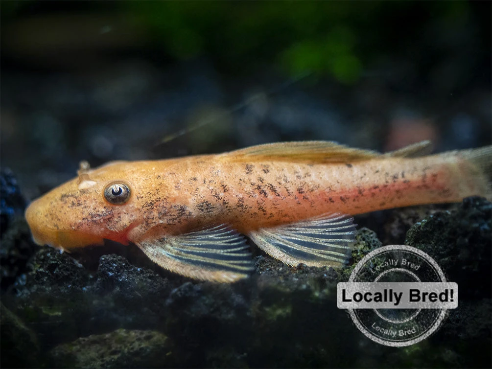 Super Red Bristlenose Pleco (Ancistrus Sp. "Super Red"), Locally Bred - Image 10