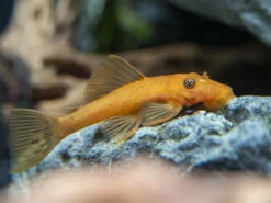 Super Red Bristlenose Pleco (Ancistrus Sp. "Super Red"), USA Bred