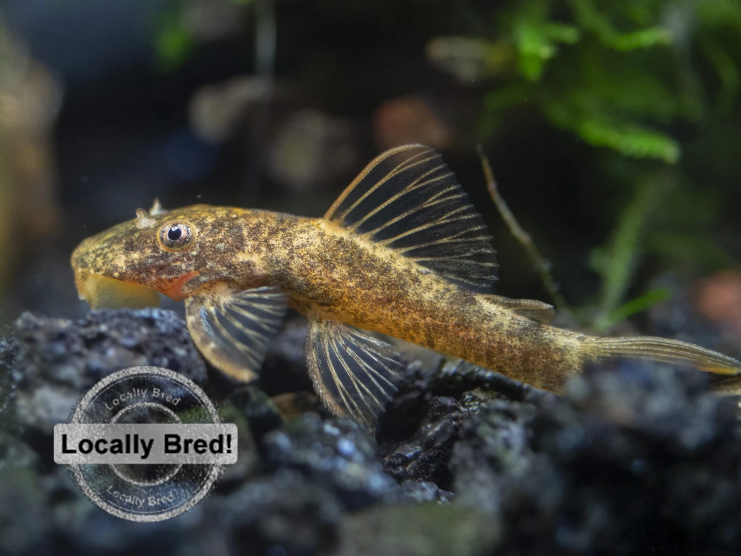 Super Red Calico Bristlenose Pleco (Ancistrus Sp.), Locally-Bred - Image 4
