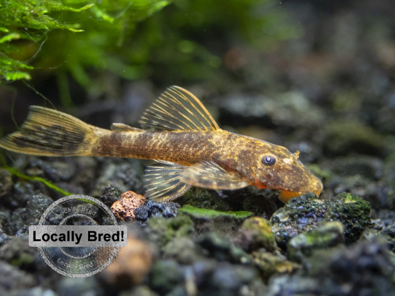Super Red Calico Bristlenose Pleco (Ancistrus Sp.), Locally-Bred - Image 3