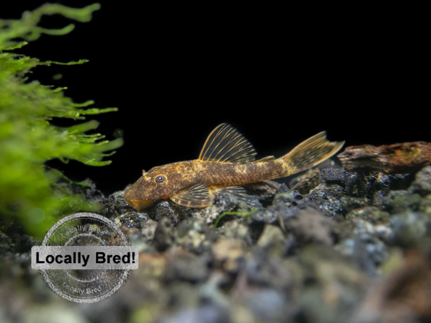 Super Red Calico Bristlenose Pleco (Ancistrus Sp.), Locally-Bred - Image 9