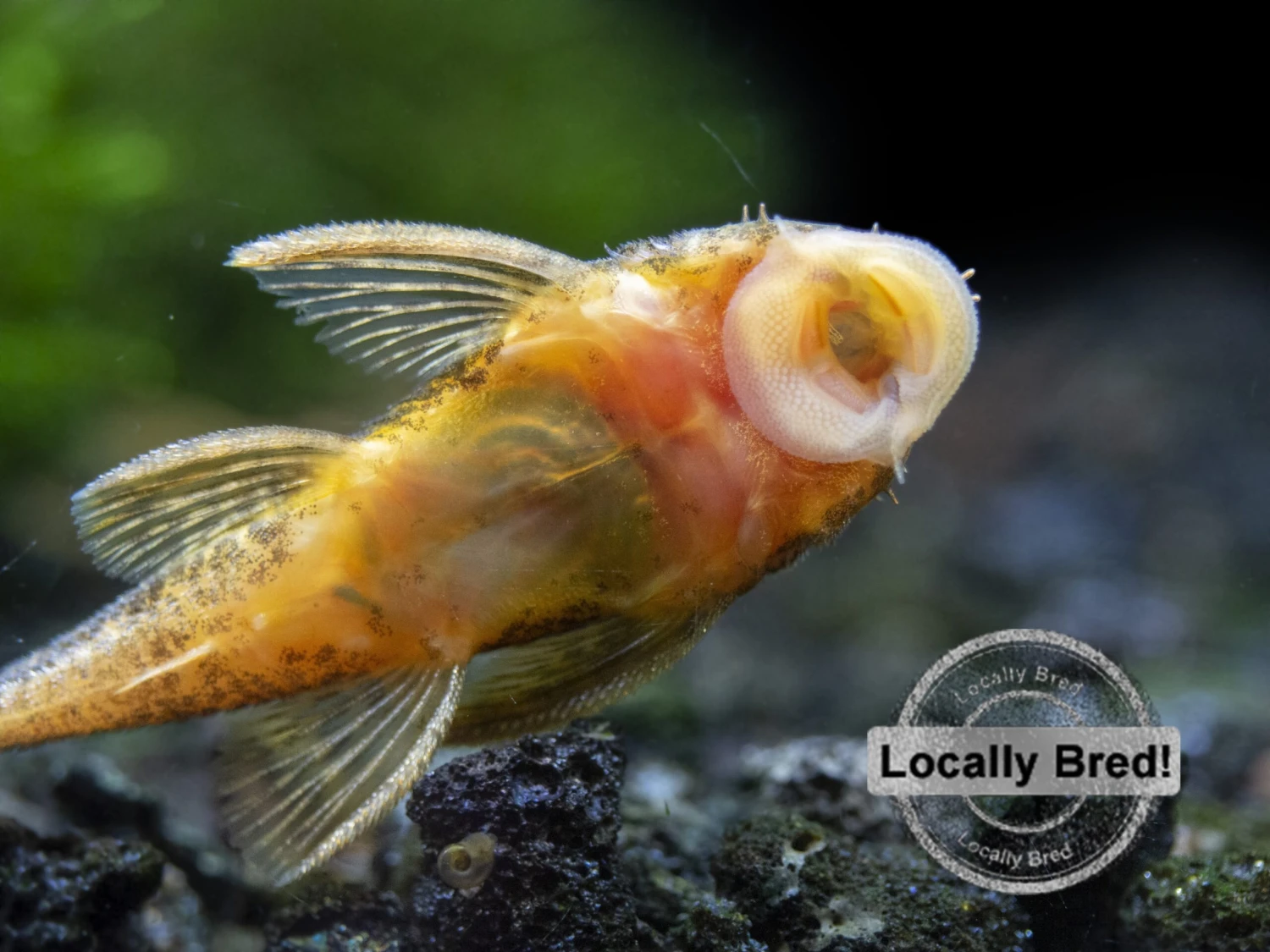 Super Red Calico Bristlenose Pleco (Ancistrus Sp.), Locally-Bred - Image 5
