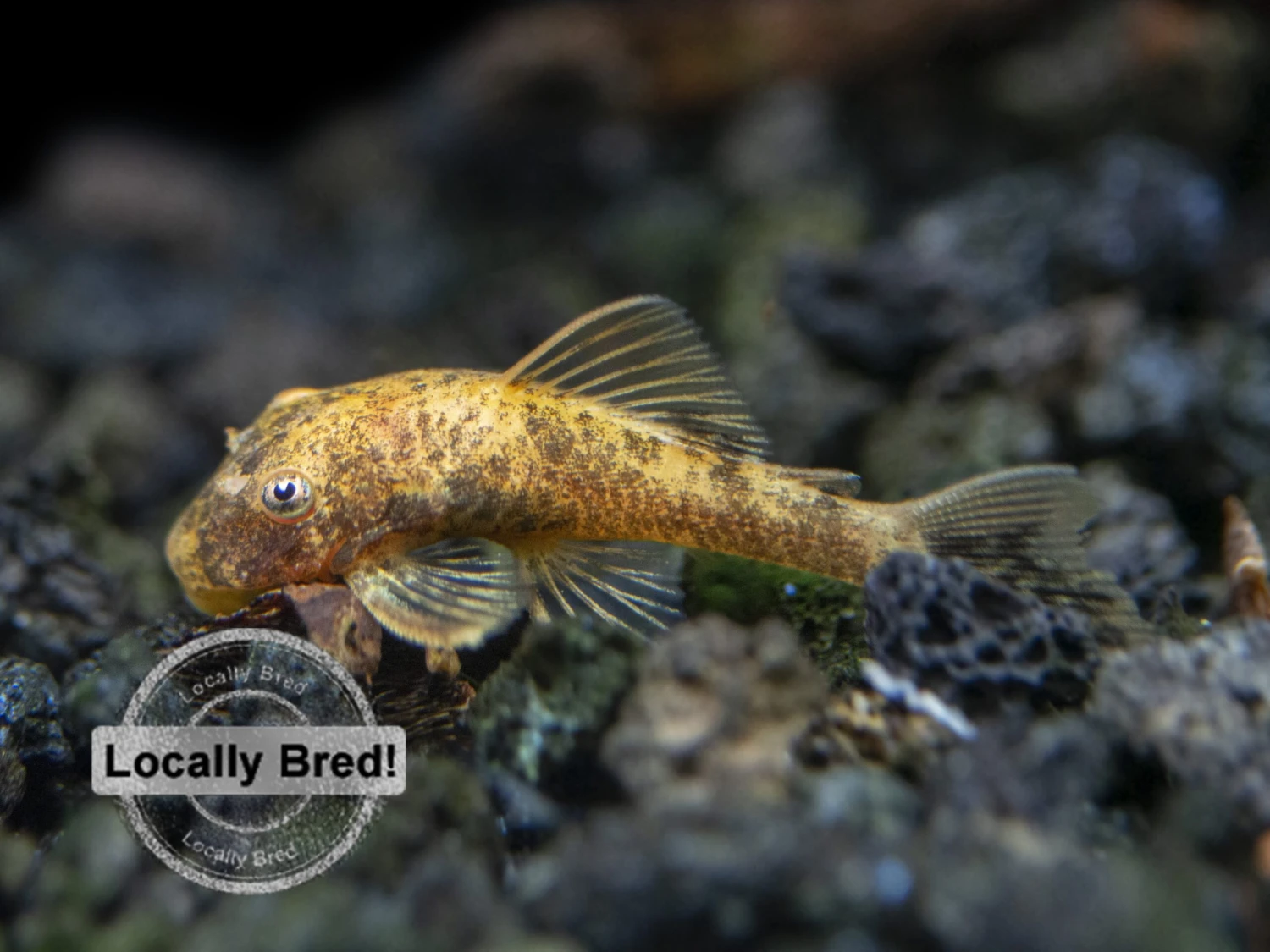 Super Red Calico Bristlenose Pleco (Ancistrus Sp.), Locally-Bred - Image 6