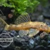 Super Red Calico Bristlenose Pleco (Ancistrus Sp.), Locally-Bred