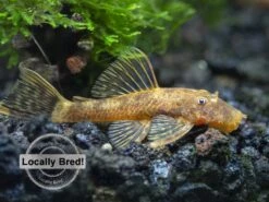 Super Red Calico Bristlenose Pleco (Ancistrus Sp.), Locally-Bred