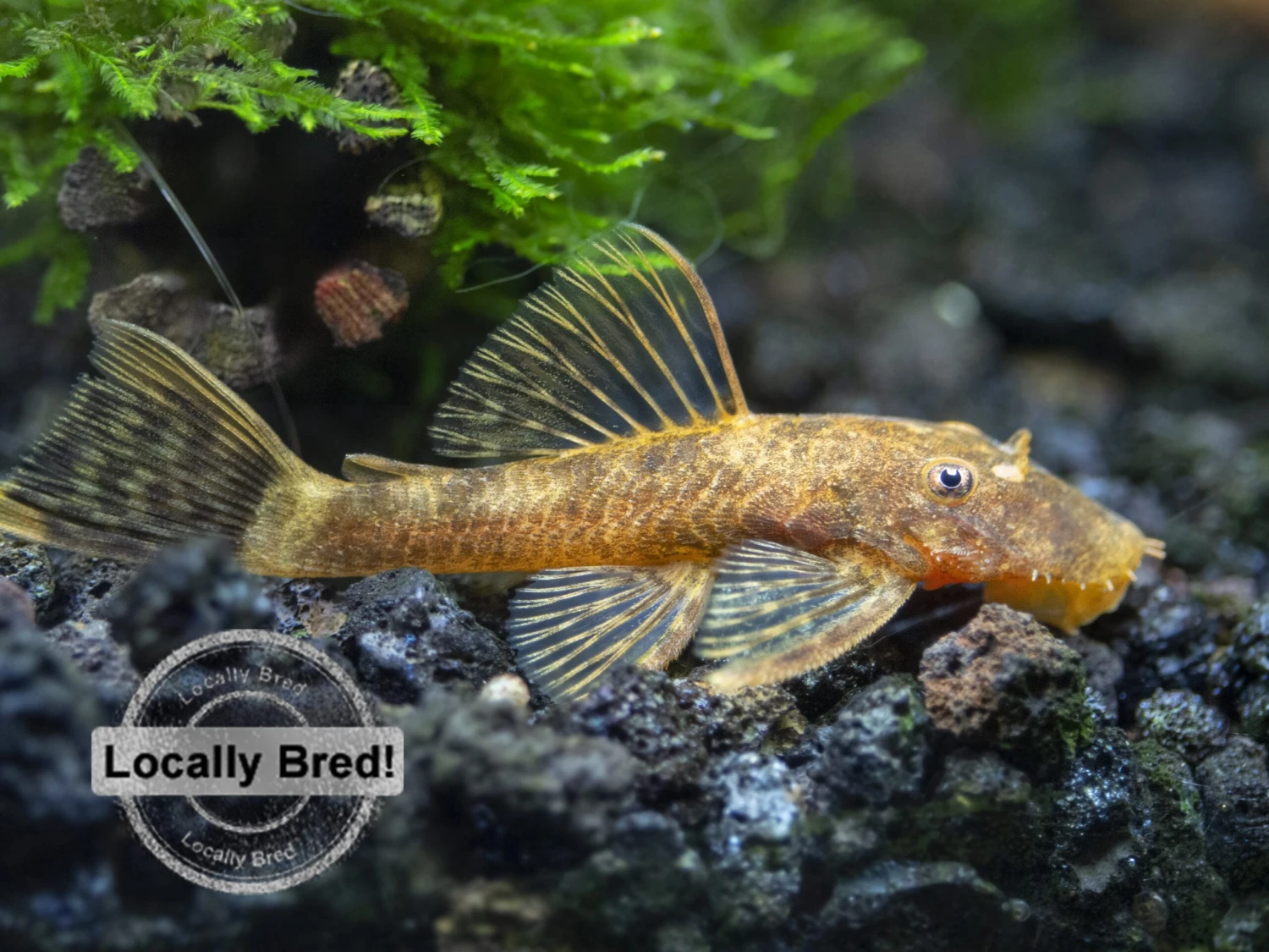 Super Red Calico Bristlenose Pleco (Ancistrus Sp.), Locally-Bred