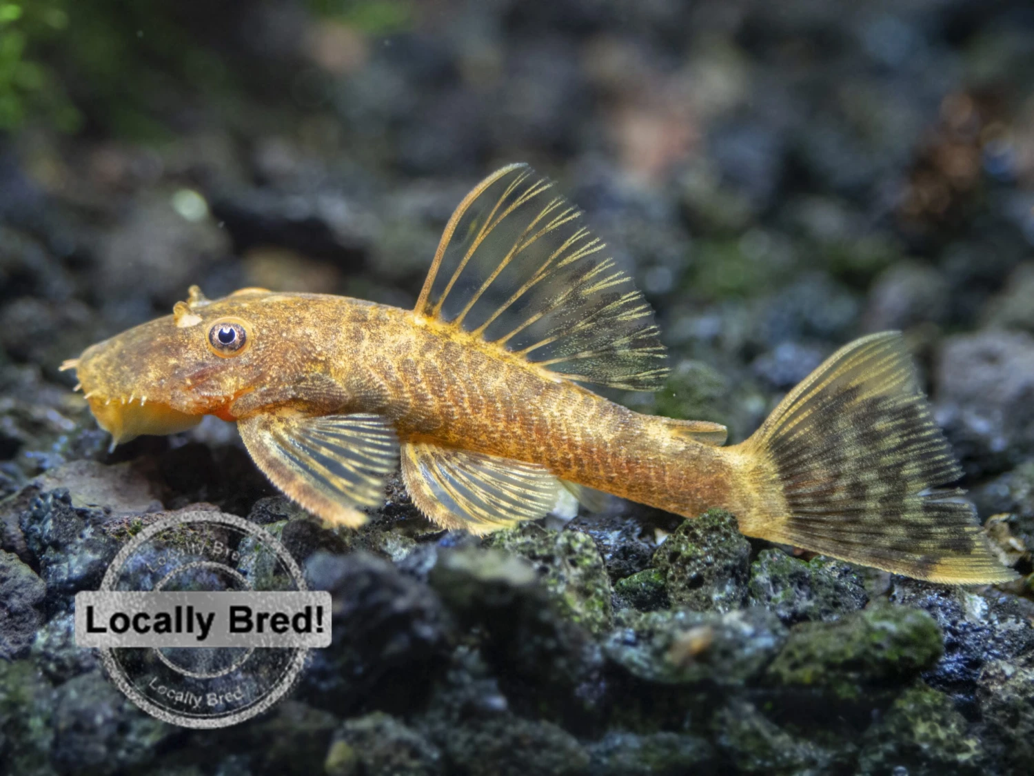 Super Red Calico Bristlenose Pleco (Ancistrus Sp.), Locally-Bred - Image 8