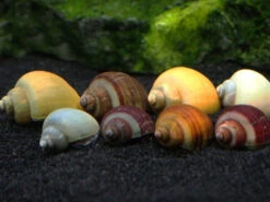 SUPER DELUXE Multi-Color Mystery Snail Combo Pack (Pomacea Bridgesii) - Tank-Bred!