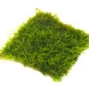 Taiwan AKA Triangle Moss Mat (Taxiphyllum Alternans) - 3.6 X 3.6 Inch Mat Or 1.5 Inch Round Slate