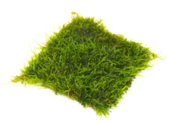 Taiwan AKA Triangle Moss Mat (Taxiphyllum Alternans) - 3.6 X 3.6 Inch Mat Or 1.5 Inch Round Slate