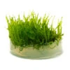 Taiwan Triangle Moss (Taxiphyllum Alternans) Tissue Culture