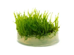 Taiwan Triangle Moss (Taxiphyllum Alternans) Tissue Culture