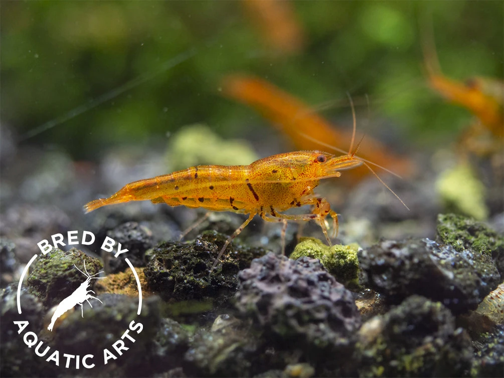 Tangerine Tiger Shrimp (Caridina Serrata), BREDBY: Aquatic Arts - Image 9