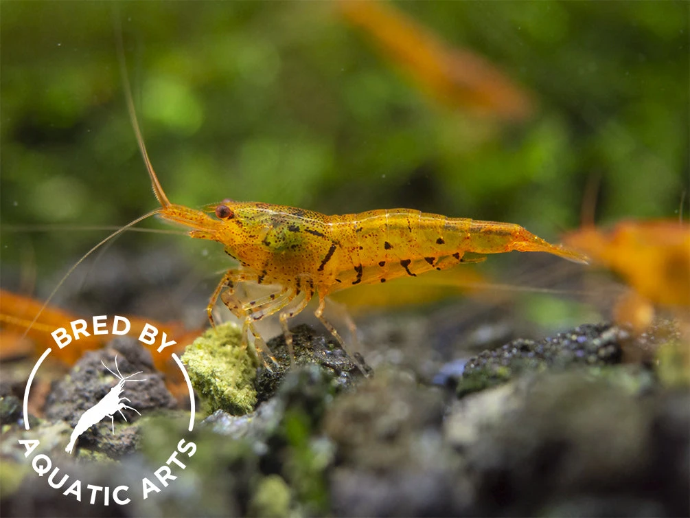 Tangerine Tiger Shrimp (Caridina Serrata), BREDBY: Aquatic Arts - Image 5