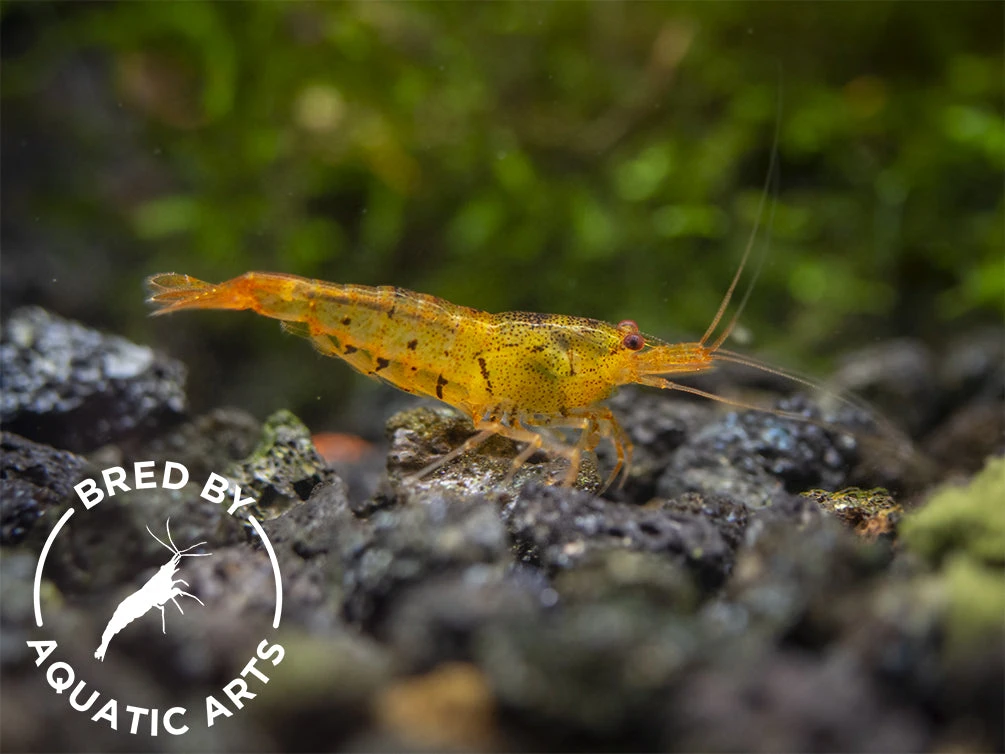 Tangerine Tiger Shrimp (Caridina Serrata), BREDBY: Aquatic Arts - Image 10