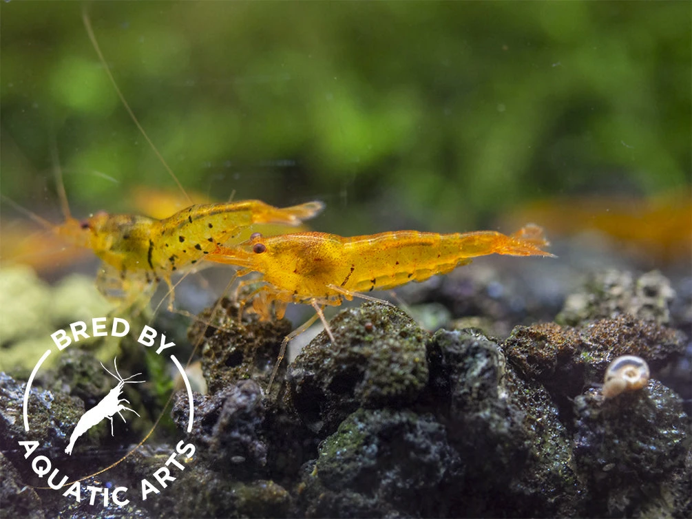 Tangerine Tiger Shrimp (Caridina Serrata), BREDBY: Aquatic Arts - Image 11