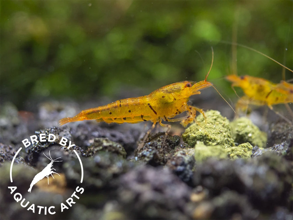 Tangerine Tiger Shrimp (Caridina Serrata), BREDBY: Aquatic Arts - Image 12