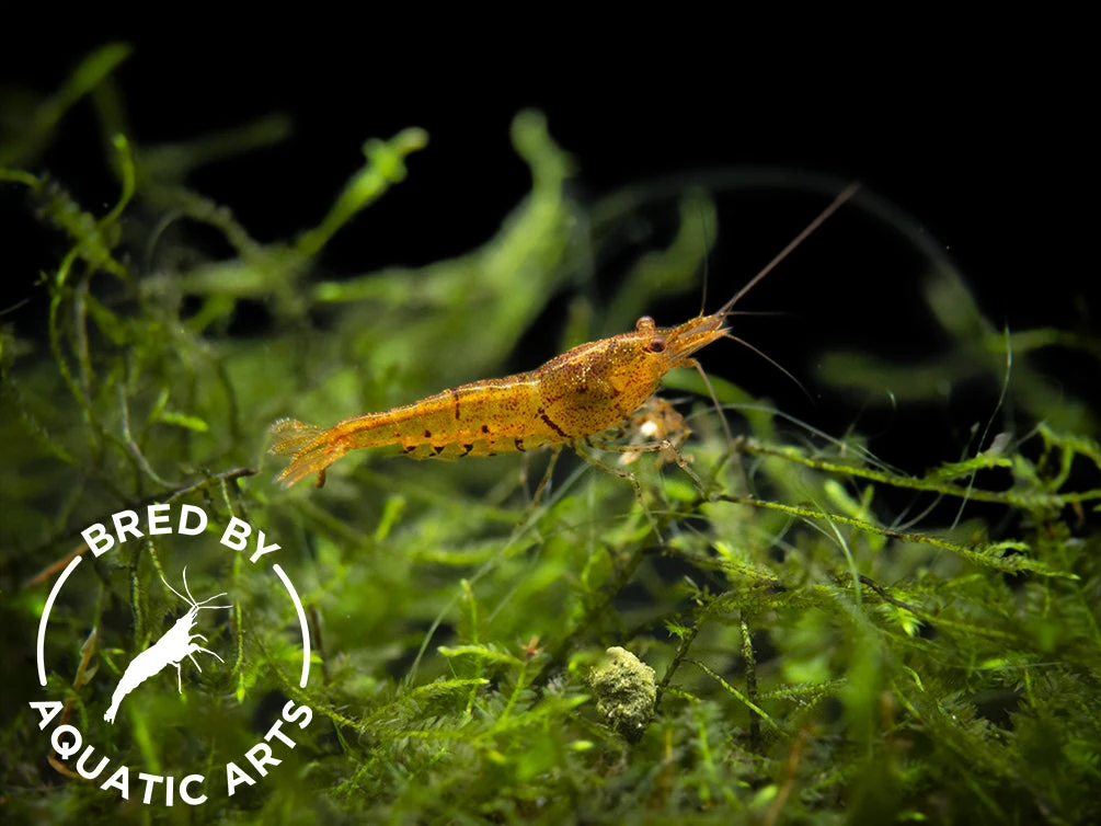 Tangerine Tiger Shrimp (Caridina Serrata), BREDBY: Aquatic Arts - Image 6