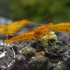 Tangerine Tiger Shrimp (Caridina Serrata), BREDBY: Aquatic Arts