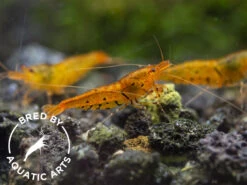 Tangerine Tiger Shrimp (Caridina Serrata), BREDBY: Aquatic Arts