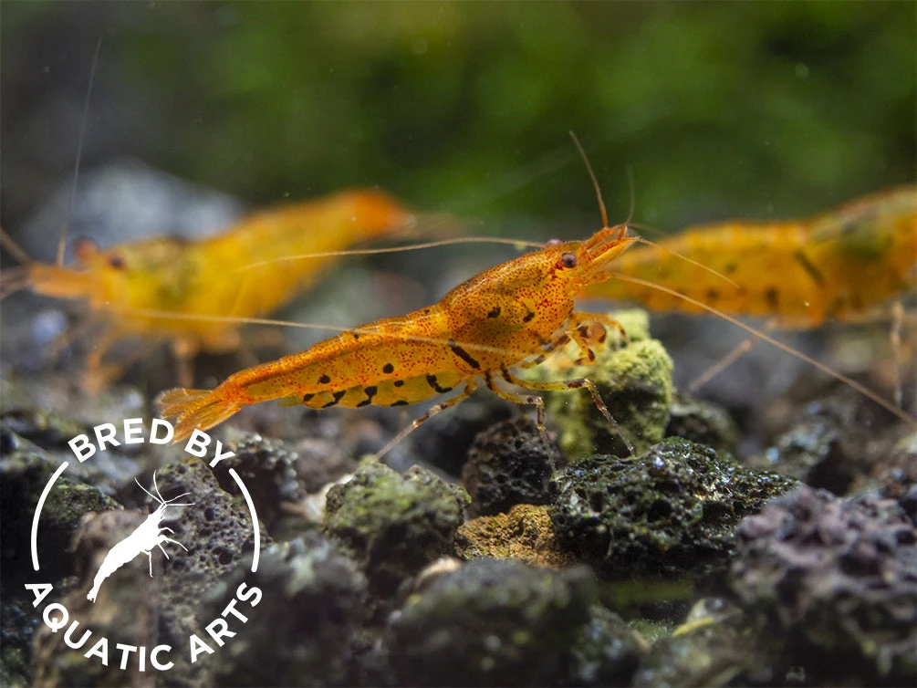 Tangerine Tiger Shrimp (Caridina Serrata), BREDBY: Aquatic Arts
