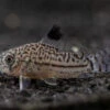 Threestripe AKA False Juli's Cory Catfish (Corydoras Trilineatus), Tank-Bred!