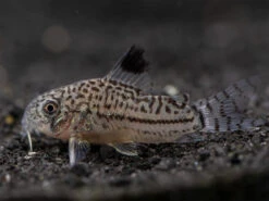 Threestripe AKA False Juli's Cory Catfish (Corydoras Trilineatus), Tank-Bred!