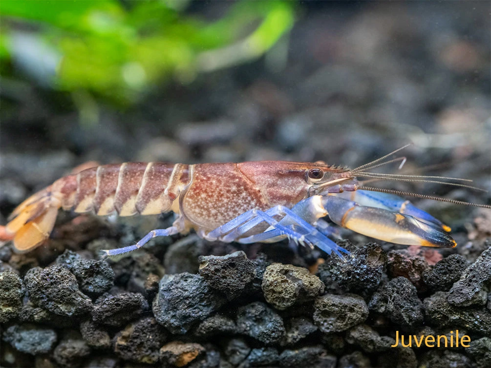 Thunderbolt Crayfish (Cherax Pulcher) - Image 8