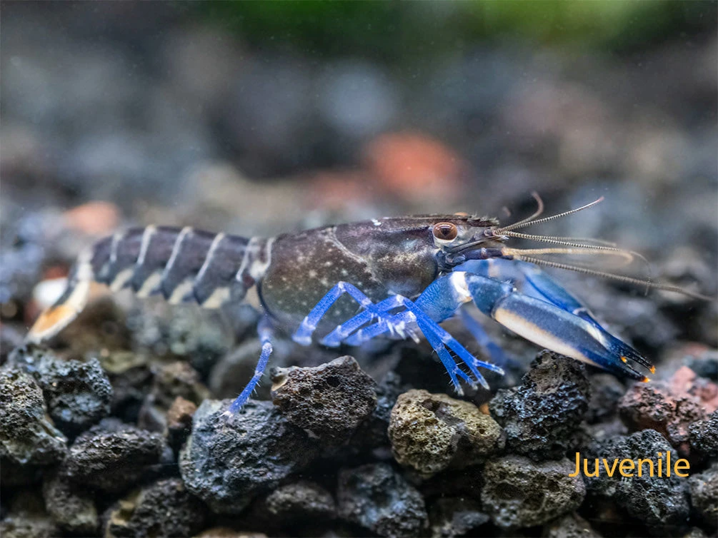 Thunderbolt Crayfish (Cherax Pulcher) - Image 9