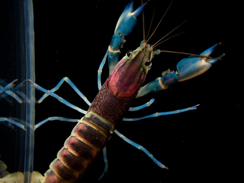 Thunderbolt Crayfish (Cherax Pulcher) - Image 5