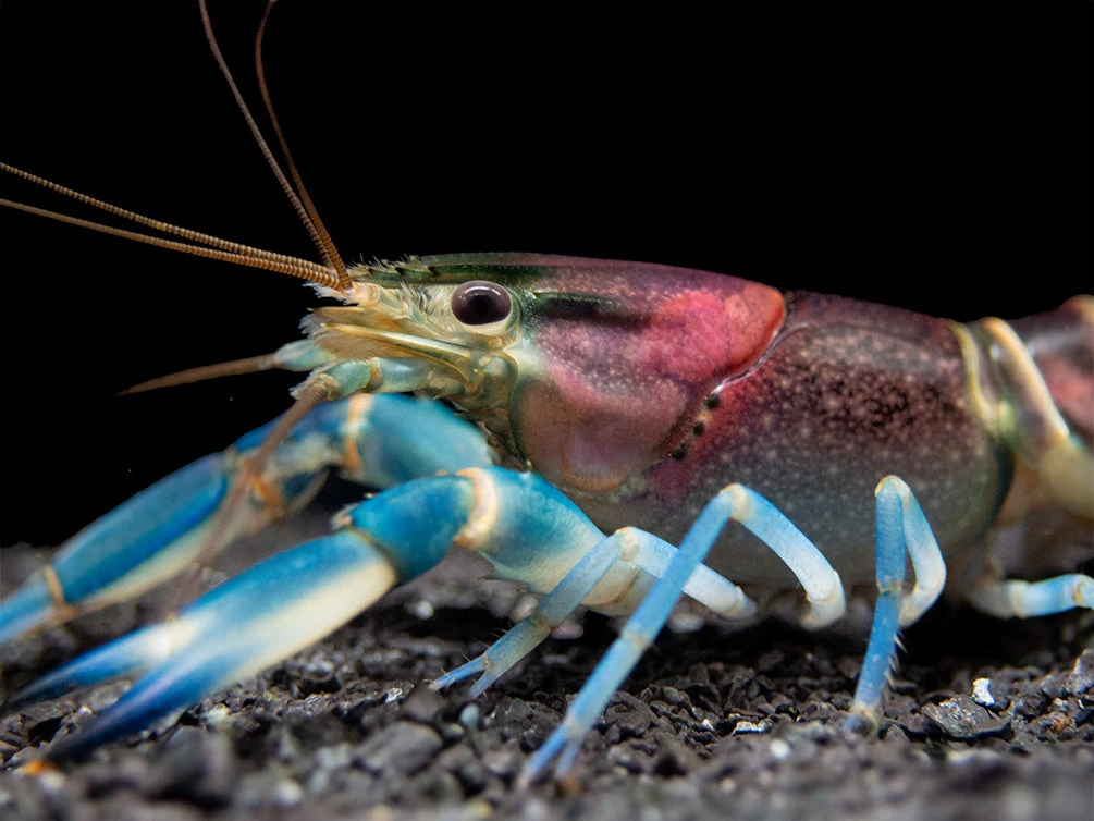 Thunderbolt Crayfish (Cherax Pulcher) - Image 3
