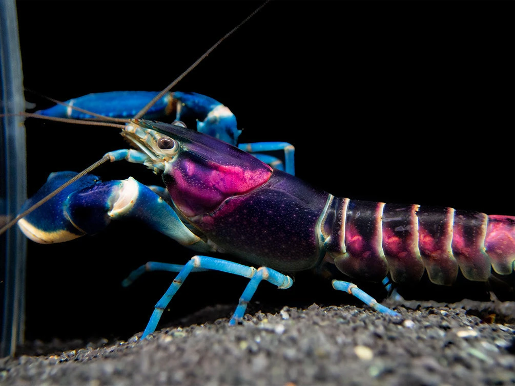 Thunderbolt Crayfish (Cherax Pulcher) - Image 4