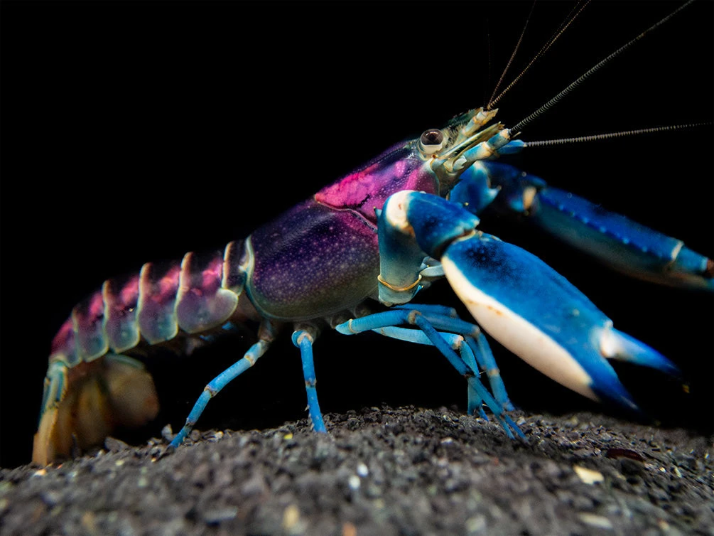 Thunderbolt Crayfish (Cherax Pulcher) - Image 6