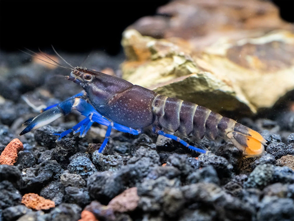 Thunderbolt Blue Moon Crayfish (Cherax Pulcher X C. Boesemani 'Type 3'), USA Bred! - Image 3