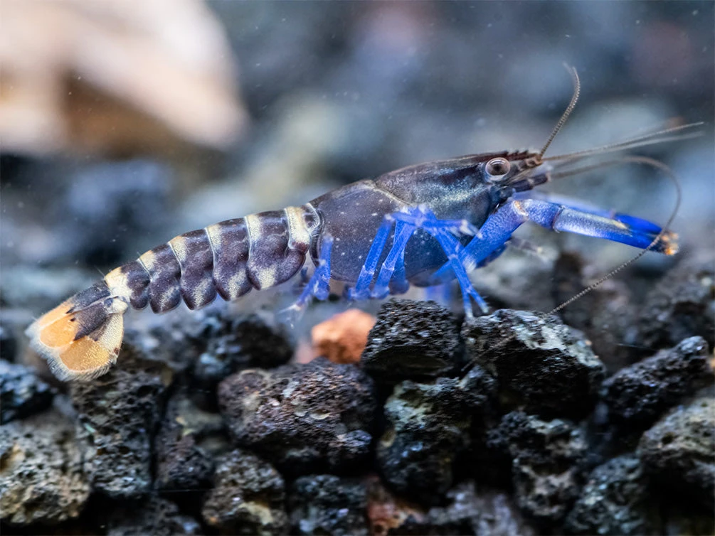 Thunderbolt Blue Moon Crayfish (Cherax Pulcher X C. Boesemani 'Type 3'), USA Bred! - Image 2