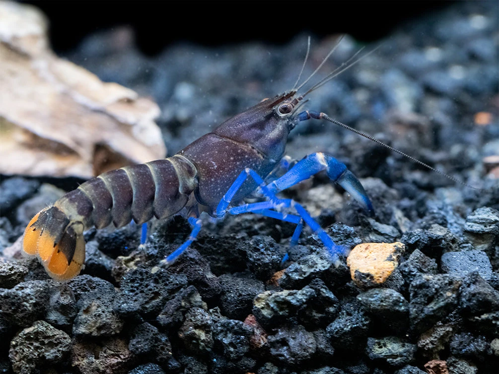 Thunderbolt Blue Moon Crayfish (Cherax Pulcher X C. Boesemani 'Type 3'), USA Bred! - Image 4