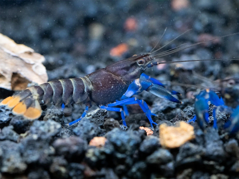 Thunderbolt Blue Moon Crayfish (Cherax Pulcher X C. Boesemani 'Type 3'), USA Bred! - Image 5