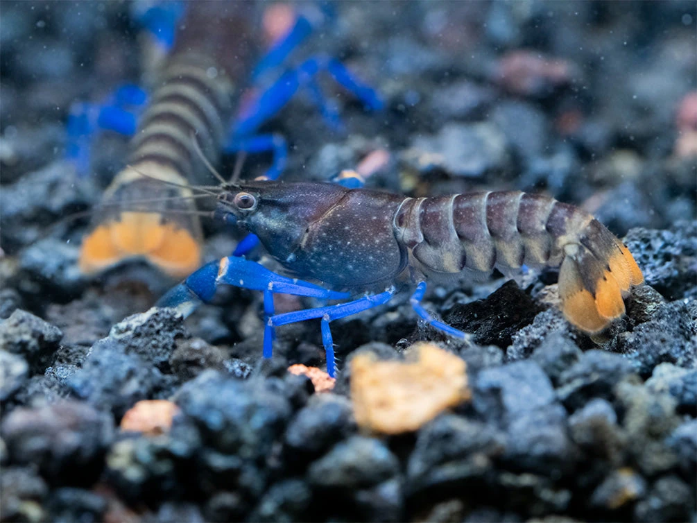 Thunderbolt Blue Moon Crayfish (Cherax Pulcher X C. Boesemani 'Type 3'), USA Bred! - Image 6