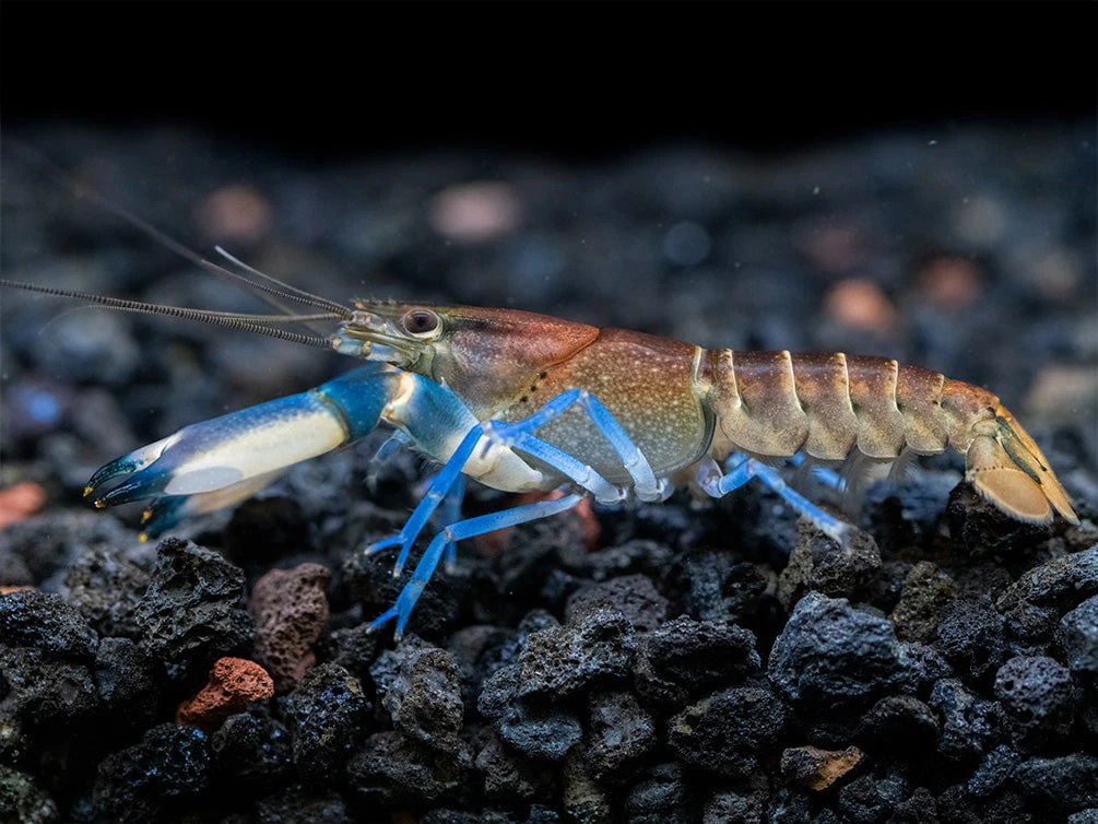 Thunderbolt Snakeskin Crayfish (Cherax Pulcher X C. Boesemani), USA Bred! - Image 11