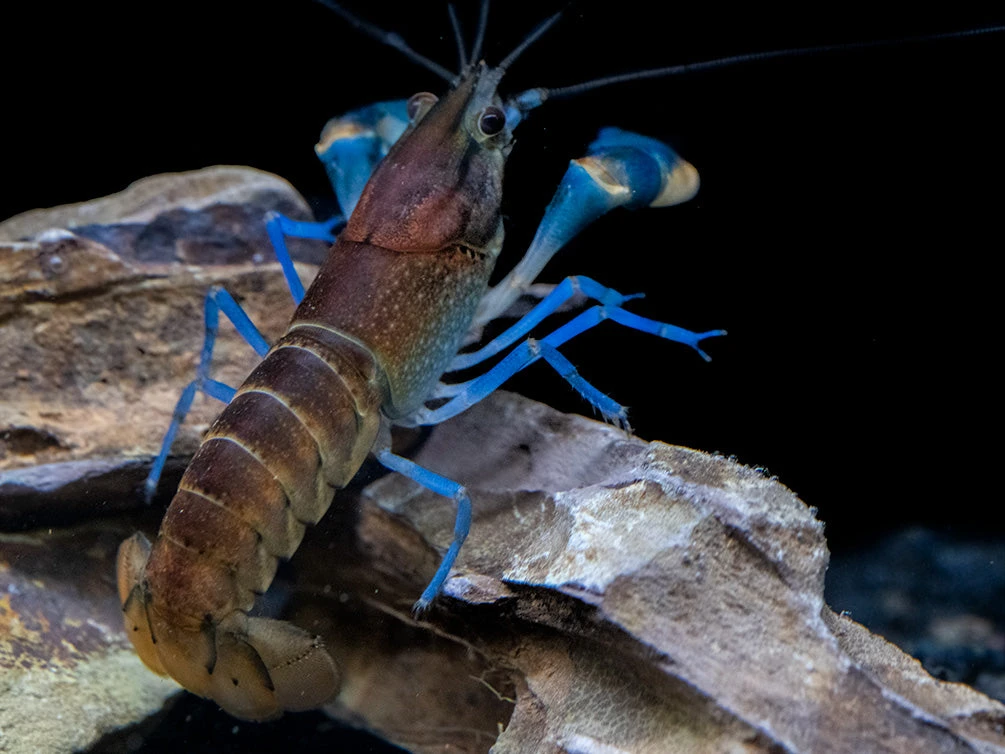 Thunderbolt Snakeskin Crayfish (Cherax Pulcher X C. Boesemani), USA Bred! - Image 5