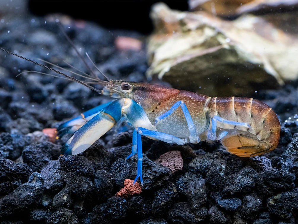 Thunderbolt Snakeskin Crayfish (Cherax Pulcher X C. Boesemani), USA Bred! - Image 6