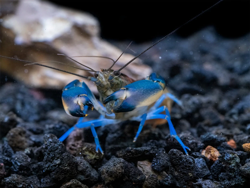 Thunderbolt Snakeskin Crayfish (Cherax Pulcher X C. Boesemani), USA Bred! - Image 7
