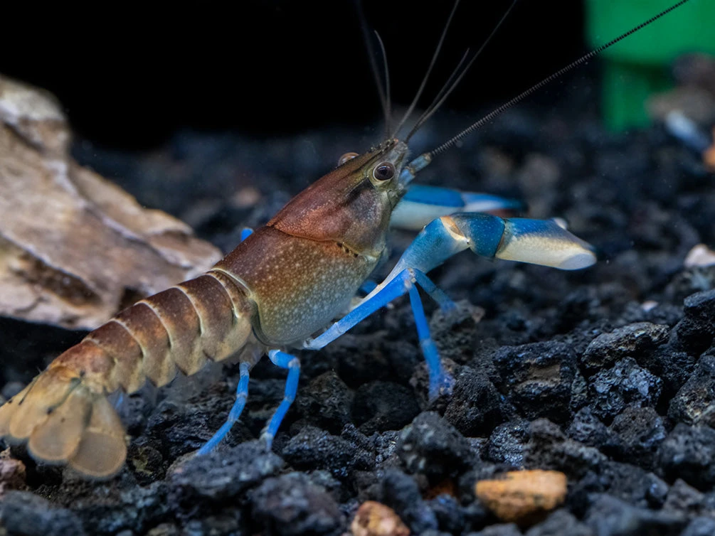 Thunderbolt Snakeskin Crayfish (Cherax Pulcher X C. Boesemani), USA Bred! - Image 8