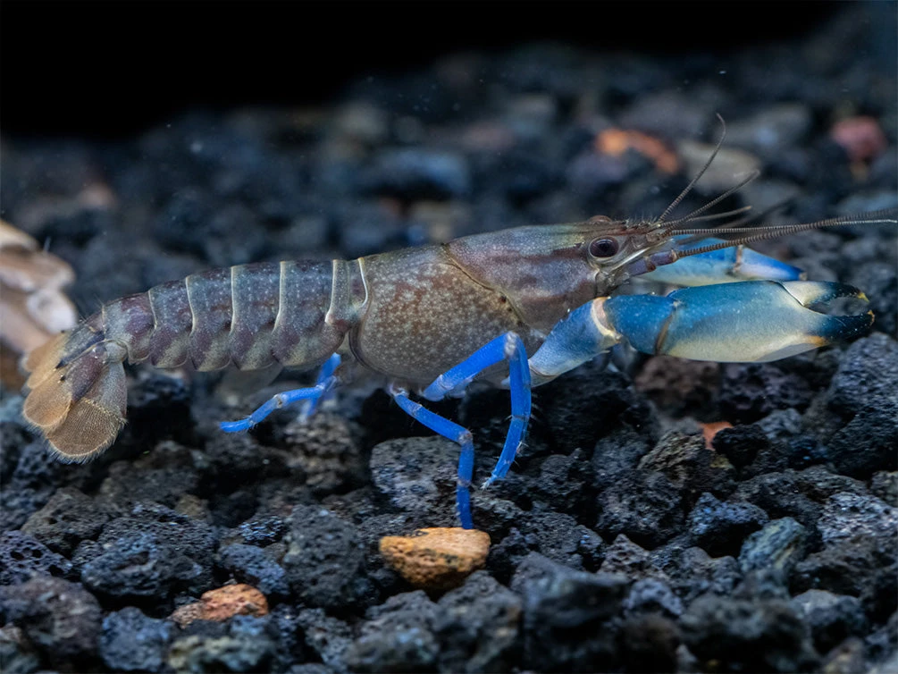Thunderbolt Snakeskin Crayfish (Cherax Pulcher X C. Boesemani), USA Bred! - Image 9